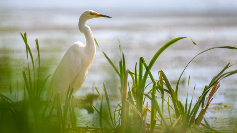 loxford wetlands